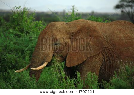 Detailní záběr slon africký
