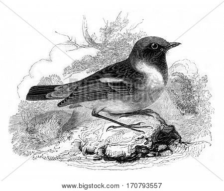 Wheatear rubicole, motacilla rubicola, vintage engraved illustration. Magasin Pittoresque 1852.