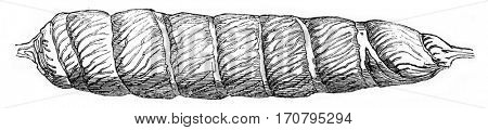 Intestine of a dogfish, injected with Roman cement, vintage engraved illustration. Magasin Pittoresque 1844.