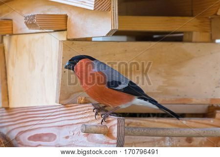 Male Eurasian Common Bullfinch passerine bird in red orange black gray perching on wooden bird feeder in Austria, Europe (Pyrrhula pyrrhula)