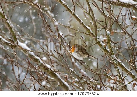 European robin redbreast bird sitting on tree branch all alone while snowing during winter in Austria, Europe (Erithacus rubecula)