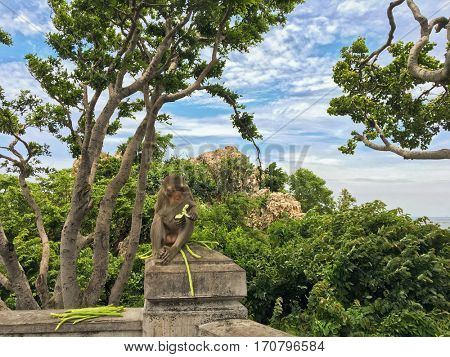 Cute monkey eating cucumber and yardlong beans on concrete pole, super hot summer in Chonburi, Thailand