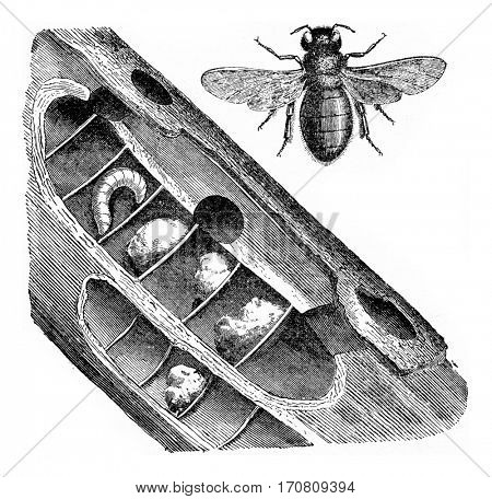 Xylocopa violocopa, vintage engraved illustration.