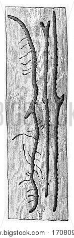 Tomicus proximus, vintage engraved illustration.