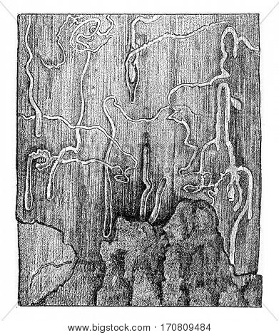 Furrowed surface of the sapwood by larval galleries of Pissodes piniphilus, vintage engraved illustration.