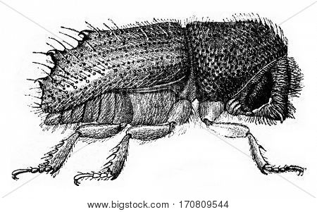 Tomicus chalcographus, vintage engraved illustration.