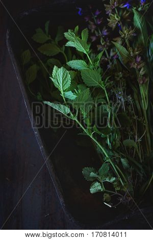 Assortment Of Fresh Herbs