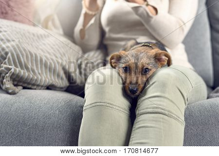 Contented Little Dog Sleeping On Its Owners Lap