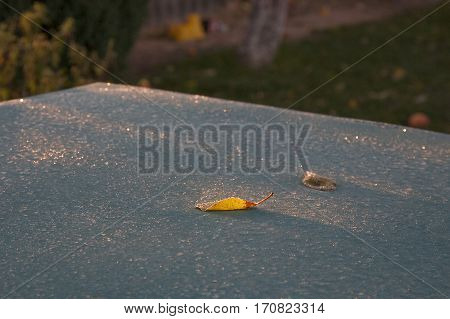 Belarus-October 13 2016 Golden autumn leaf lying on a table a leaf basking in the dawn of the sun the yellow leaf covered with frost and lies on a table covered with hoarfrost
