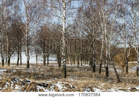 Belarus-March 5 2016 Spring birch forest in the snow sun in the snow-covered birch forest birches bent to each other the last snow of the yearforest near the road
