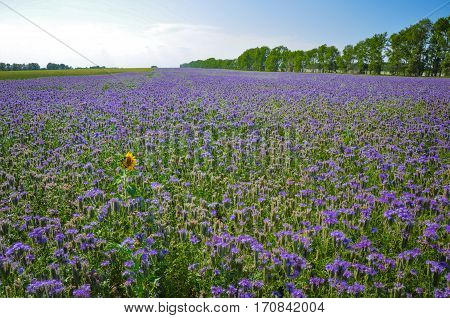 Yellow single Sunflower in the field of purple Phacelia flowers. Honey plants. Beautiful countryside natural landscape.