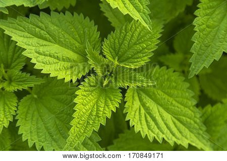 stinging nettles (Urtica) with fresh green leaves in the sunlight