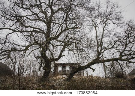 Belarus-November 24 2016 Two huge sinister tree on the hill guarding the collapse of the old wooden house forgotten and abandoned by all