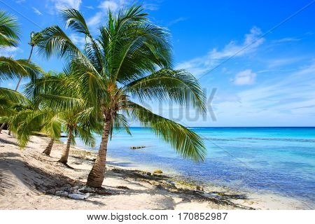 Beautiful caribbean sea and green palmen. Sommer ocean landscape as background.