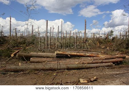 Belarus-August 7, 2016 After a powerful storm left broken and fallen trees, felled forest after hurricane after cutting logs lying on the ground