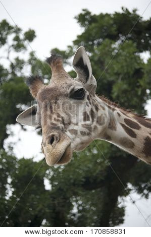 What did you say?!  Houston, Zoo, Houston, Texas