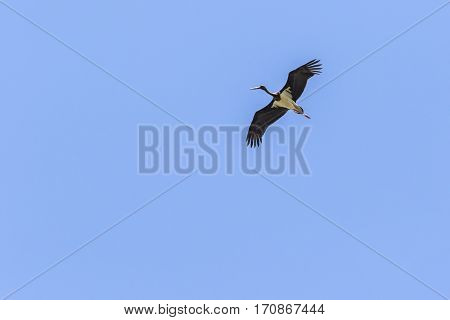 Black Stork (ciconia Nigra)