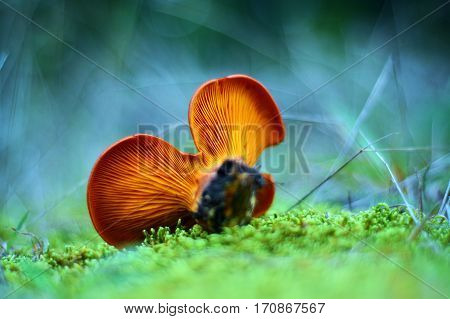 omphalotus olearius toxic mushroom shallow depth of field