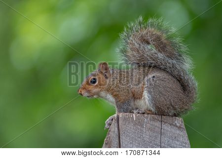 An eastern gray squirrel rests on a wooden pole