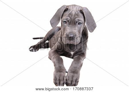 Gray Cane corso puppy isolated on a white background
