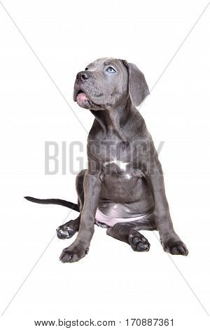 Gray Cane corso puppy isolated on a white background