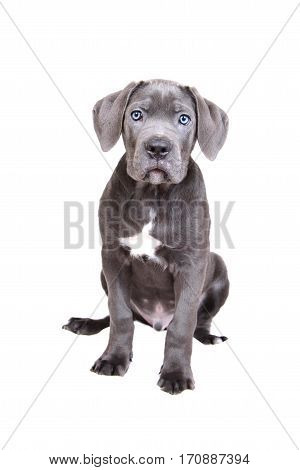 Gray Cane corso puppy isolated on a white background