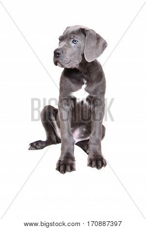 Gray Cane corso puppy isolated on a white background