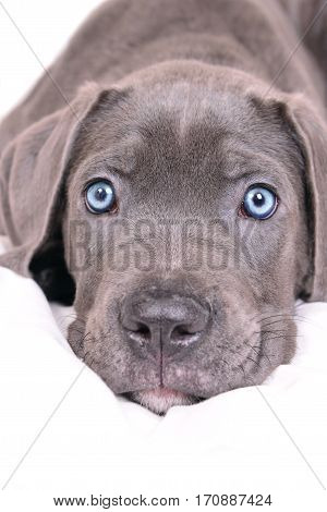 Gray Cane corso puppy isolated on a white background