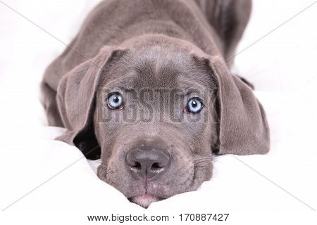 Gray Cane corso puppy isolated on a white background