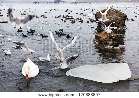 White Swans, Wild Ducks And Gulls Swimming In Sea Water In Winter. Fighting Seagulls Beg For Food Fr
