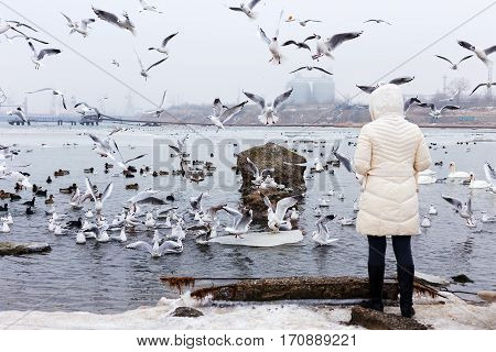 White swans wild ducks and gulls swimming in sea water in winter. Fighting seagulls beg for food from people. Birds wintering cold. People conservation of birds