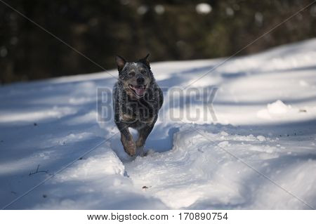 Australian Cattle Dog (ACD) running on path of snow. He is a medium sized short coated dog he looks old. He is caught in action. He has cute smiling face and lovely face expression.