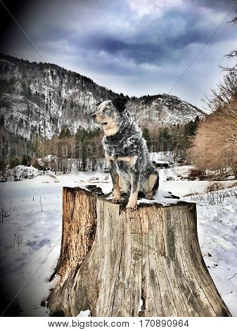 Purebred dog Australian Cattle Dog (ACD) sitting on a big tree stump. He is waiting and looking to the future. It is cloudy weather dog is in camouflage colour. Filter photography.