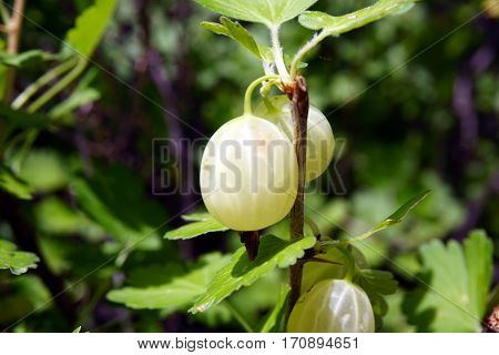 Green gooseberries (Ribes uva-crispa) grow on a gooseberry bush in a garden in Joliet, Illinois during June.
