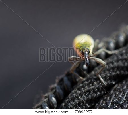 Curculionidae Weevil Beetle (snout beetle) insect closeup.