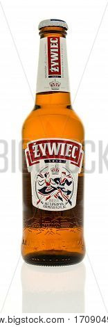 Winneconne WI - 12 February 2017: Bottle of Zywiec beer on an isolated background.