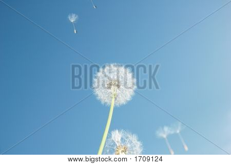 Fallschirme in den Himmel