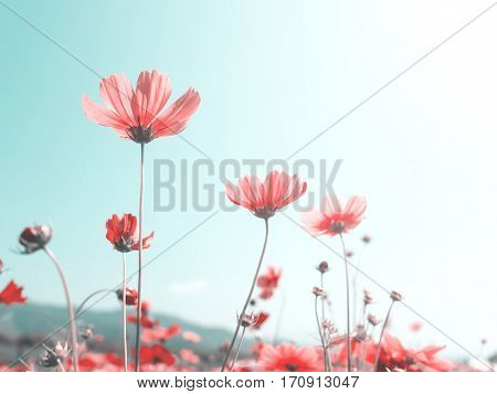 Pink cosmos (bipinnatus) flowers against the bright blue sky. Cosmos is also known as Cosmos sulphureus Selective Focus Vintage Pastel Color Tone