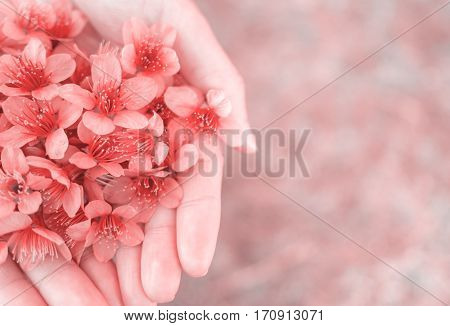 Close up image of pink Wild Himalayan Cherry flowers (Sakura of Thailand) on woman hands with blurred bokeh background in pink pastel color filter Copy Space