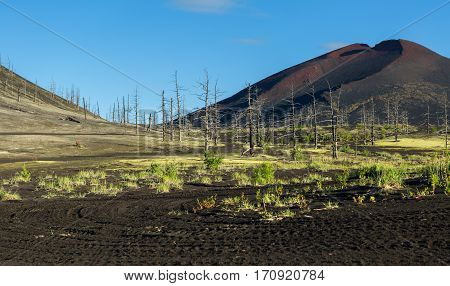 Dead wood - a consequence of a catastrophic release of ash during the eruption of the volcano in 1975 Tolbachik north breakthrough - Kamchatka
