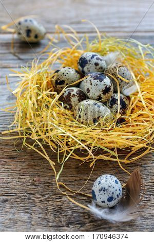 Quail eggs in the nest and small feathers on the wooden table selective focus.