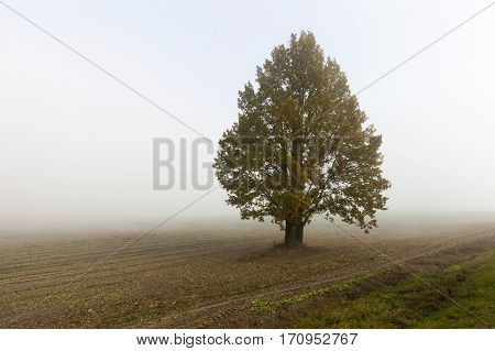 Trees, Photographed Close-up, In The Autumn Season. The Street Is Seen Heavy Fog And Poor Visibility