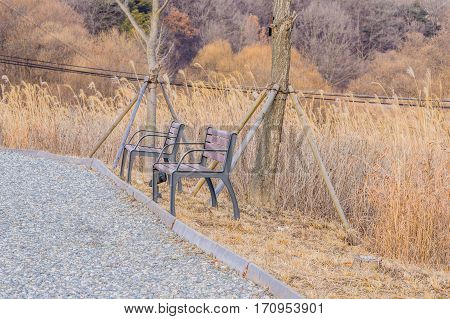 Two park benches next to a gravel walkway in a woodland park with trees and tall golden colored grass
