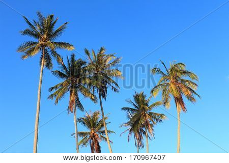 Coconut plam tree on blue sky background