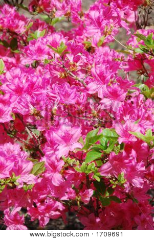 Kvetoucí Bush 