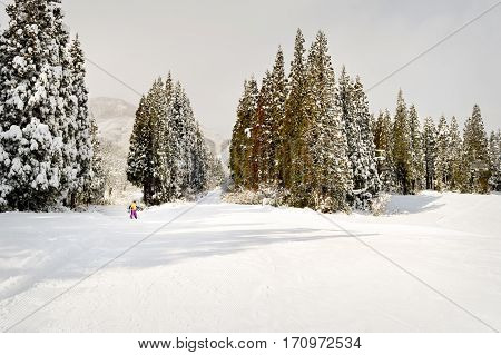 Skiers on a groomed trail with snow covered trees, Japan. Once the sun shines, last nights snowfall only remains on shady branches.