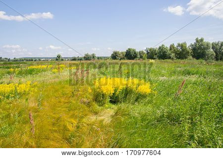 Landscape with wild herbs and flowers and blue sky
