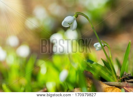 Beautifull Snowdrops Galanthus Plicatus In Spring Forest