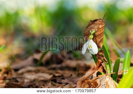 One Beautifull Snowdrop With Leaf Dress In Sunny Spring Forest