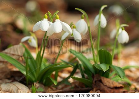 Beautifull Snowdrops In Spring Forest